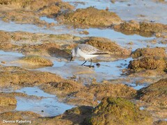 Calidris alba