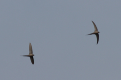Cypsiurus parvus