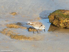 Calidris alba