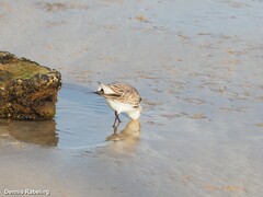 Calidris alba