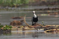 Vanellus crassirostris