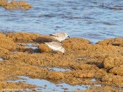 Calidris alba
