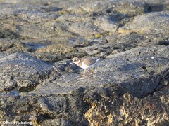 Charadrius hiaticula