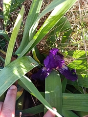 Iris × germanica