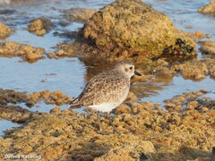 Pluvialis squatarola