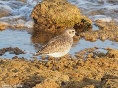 Pluvialis squatarola