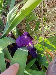 Iris × germanica
