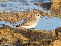 Pluvialis squatarola