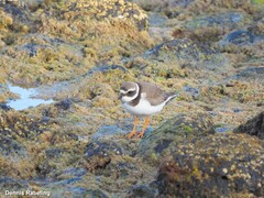 Charadrius hiaticula