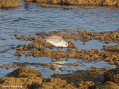 Calidris alba