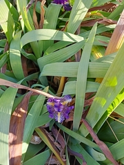 Iris × germanica