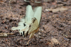 Papilio dardanus