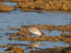Calidris alba