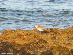 Pluvialis squatarola