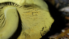 Gymnopilus punctifolius