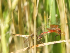 Erythrodiplax corallina