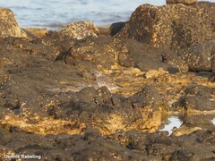 Pluvialis squatarola