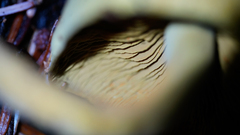 Gymnopilus punctifolius