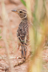 Mirafra rufocinnamomea