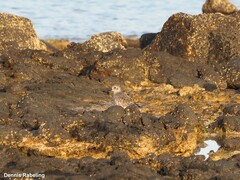 Pluvialis squatarola