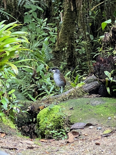 Jocotoco Antpitta (Grallaria ridgelyi), photo 9