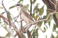 Lanius phoenicuroides