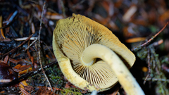 Gymnopilus punctifolius