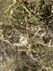 Hakea teretifolia
