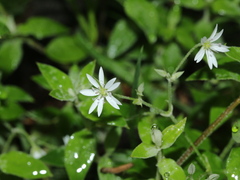 Stellaria vestita