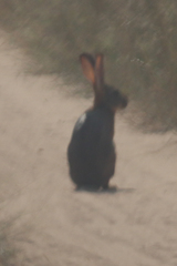 Lepus victoriae
