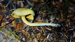 Gymnopilus punctifolius