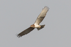 Circaetus beaudouini