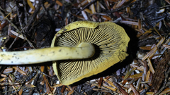 Gymnopilus punctifolius