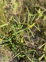 Hakea teretifolia