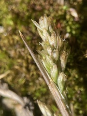 Deschampsia pusilla