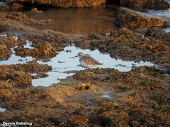 Pluvialis squatarola