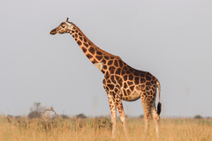 Giraffa camelopardalis rothschildi