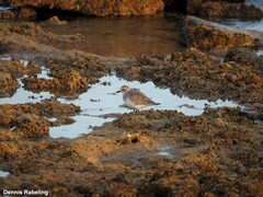 Pluvialis squatarola