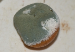 Penicillium digitatum