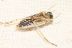 Anisops
