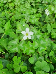 Oxalis triangularis