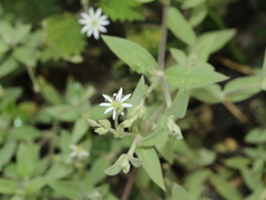 Stellaria vestita