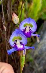 Disa graminifolia