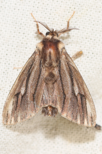 Eumeta rougeoti