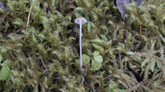 Roridomyces roridus
