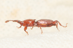 Cyphagogini