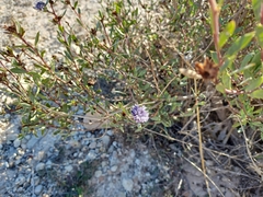 Globularia