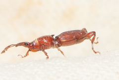 Cyphagogini