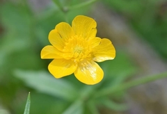 Ranunculus acris