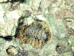 Acanthopleura gemmata